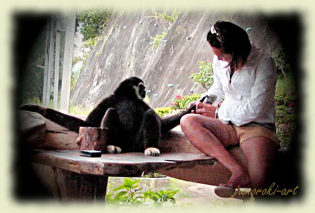 Don't forget the nail varnish, will you. - Gibbons in Thailand